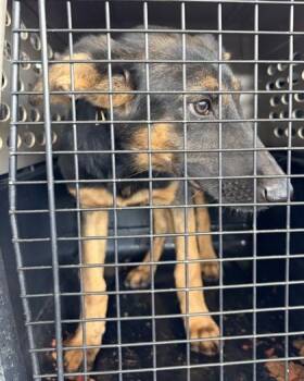 Sweetlady Jane -  Shepherd and Mixed Breed Dog for Adoption in Fresno, California - Sweetlady Jane | PetCurious