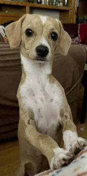 Rescue Jack Russell Terrier and Chihuahua Dogs for Adoption in Tucson, Arizona - Flapjack | PetCurious
