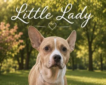 Boston Terrier and Terrier Dogs Available for Adoption in Lucas, Texas - Little Lady  | PetCurious