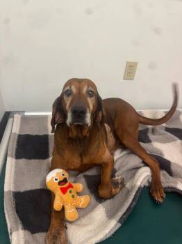 Hound Dogs Available for Adoption in Findlay, Ohio - Granny | PetCurious