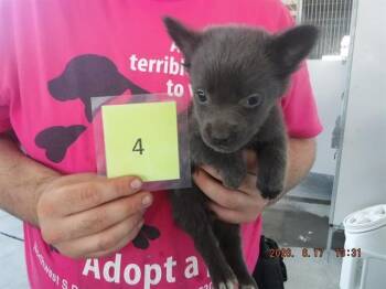 MONICA -  Border Collie and Mixed Breed Dog for Adoption in Oroville, California - MONICA | PetCurious