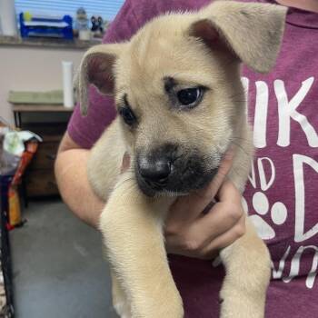 Rover -  Black Mouth Cur and Mixed Breed Dog for Adoption in Webster, Texas - Rover | PetCurious