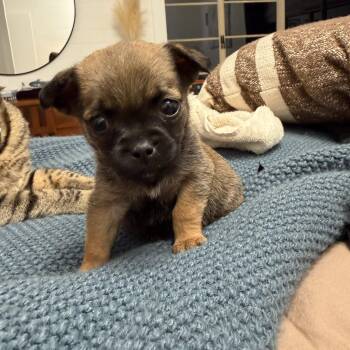 Pug and Chihuahua Dogs Available for Adoption - Hazel | PetCurious