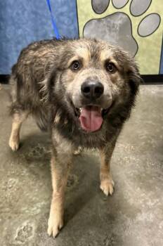 Shepherd and Great Pyrenees Dogs Available for Adoption in Rockwall, Texas - Odie | PetCurious