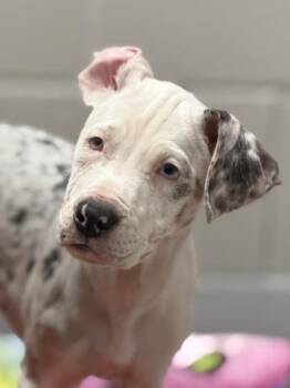 Tic (Blind) -  Catahoula Leopard Dog Dog for Adoption in Sacramento, California - Tic (Blind) | PetCurious