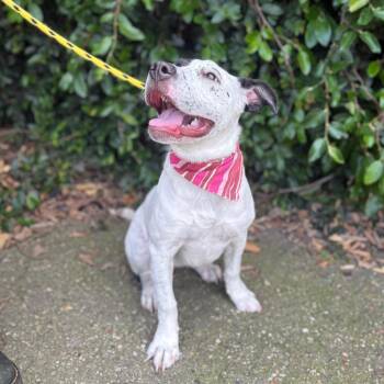 Australian Cattle Dog Blue Heeler Dogs Available for Adoption in Goleta, California - Eloise | PetCurious