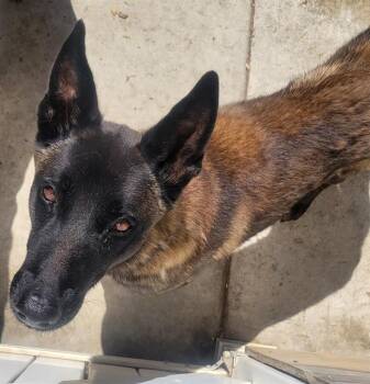 FLEX -  Belgian Shepherd Malinois Dog for Adoption in Camarillo, California - FLEX | PetCurious