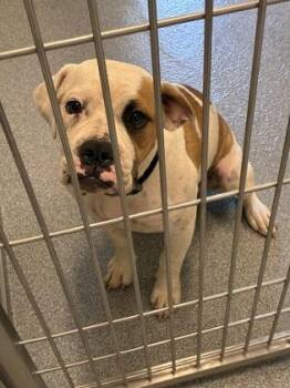 Cow -  American Bulldog and Bullmastiff Dog for Adoption in Daphne, Alabama - Cow | PetCurious