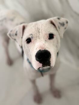 Rescue Mixed Breed Dogs for Adoption in Spring, Texas - Chance | PetCurious