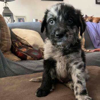 Onyx -  Australian Shepherd and Mixed Breed Dog for Adoption in Phoenix, Arizona - Onyx | PetCurious