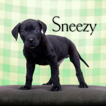 Great Dane and Mixed Breed Dogs Available for Adoption in Dayton, Ohio - Cato | PetCurious