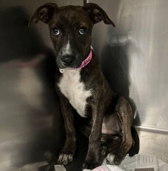 Wednesday -  Mixed Breed Dog for Adoption in Parma, Ohio - Wednesday | PetCurious