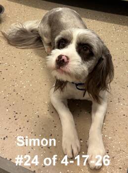 Poodle and Petit Basset Griffon Vendeen Dogs Available for Adoption in Gaylord, Michigan - Simon #24 Of 4-17-26 | PetCurious