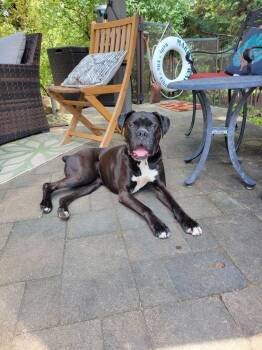 Paisley -  Boxer Dog for Adoption in Monticello, New York - Paisley | PetCurious