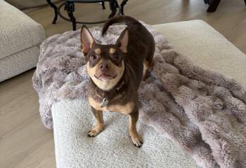 Miniature Pinscher and Chihuahua Dogs Available for Adoption in Briny Breezes, Florida - Spike  | PetCurious