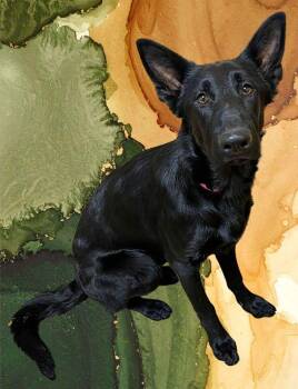Saphire -  German Shepherd Dog Dog for Adoption in Salem, Oregon - Saphire | PetCurious