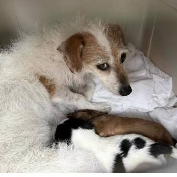 Vivianne -  Mixed Breed Dog for Adoption in Larkfield-wikiup, California - Vivianne | PetCurious