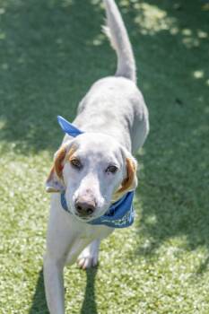 Hound Dogs Available for Adoption in Hilton Head Island, South Carolina - Donald | PetCurious