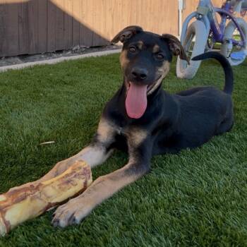 Maggie -  German Shepherd Dog Dog for Adoption in Los Angeles, California - Maggie | PetCurious