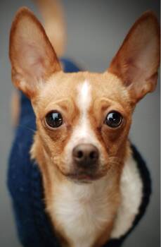 Rescue Chihuahua Dogs for Adoption in Oakland, California - Mandy | PetCurious