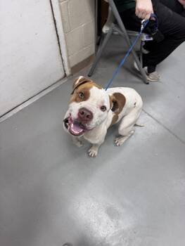 Graham -  Pit Bull Terrier Dog for Adoption in Burgaw, North Carolina - Graham | PetCurious