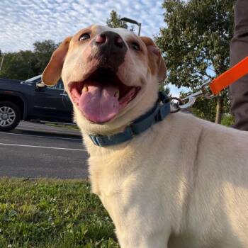 Rice -  Mixed Breed Dog for Adoption in Pittsburgh, Pennsylvania - Rice | PetCurious