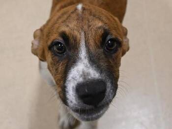 Pit Bull Terrier Dogs Available for Adoption in Portland, Oregon - Beanie Baby | PetCurious