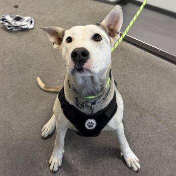 Mixed Breed Dogs Available for Adoption in Las Cruces, New Mexico - 106119 | PetCurious