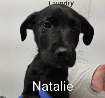 Natalie -  Terrier Dog for Adoption in Maynardville, Tennessee - Natalie | PetCurious