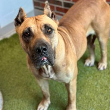 GINA -  Cane Corso and Mixed Breed Dog for Adoption in Edmond, Oklahoma - GINA | PetCurious