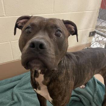 Ozzie -  Pit Bull Terrier and Mixed Breed Dog for Adoption in Reno, Nevada - Ozzie | PetCurious
