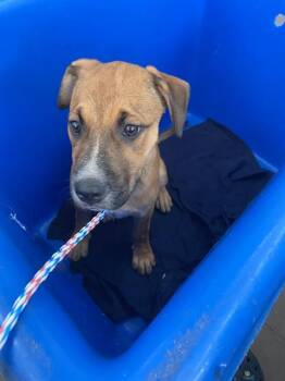 HOLLY -  Mixed Breed Dog for Adoption in Dallas, Texas - HOLLY | PetCurious
