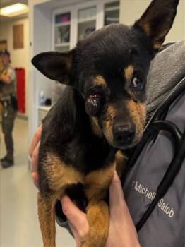 Mixed Breed Dogs Available for Adoption - A174549 | PetCurious