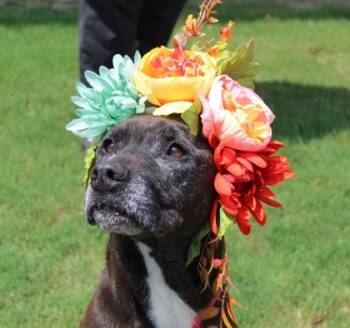 Rescue Labrador Retriever and Mixed Breed Dogs for Adoption in Cumming, Georgia - Rue 1833-24 | PetCurious