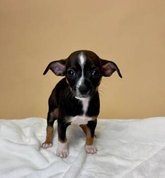 Rescue Chihuahua and Mixed Breed Dogs for Adoption in Alvin, Texas - George Harrison | PetCurious