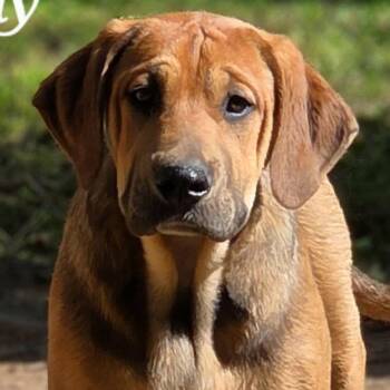 Coonhound and Terrier Dogs Available for Adoption - Sonny | PetCurious