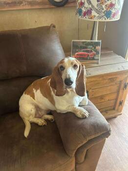 Rescue Basset Hound Dogs for Adoption in Tulsa, Oklahoma - Annie Mae | PetCurious