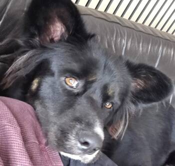 Border Collie Dogs Available for Adoption in Dallas, Texas - Macaronni | PetCurious