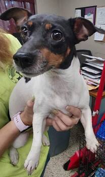 Bean -  Jack Russell Terrier Dog for Adoption in Saint Clairsville, Ohio - Bean | PetCurious