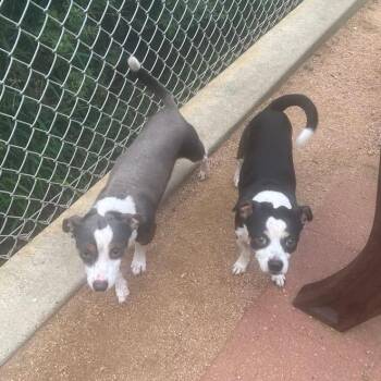 Chihuahua Dogs Available for Adoption - Bolt | PetCurious