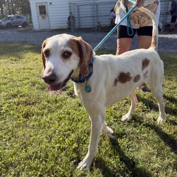 Jake -  Hound Dog for Adoption in Gloucester, Virginia - Jake | PetCurious