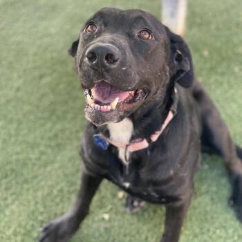 Rescue Labrador Retriever Dogs for Adoption in Buellton, California - Sunny | PetCurious