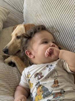 Suni -  Golden Retriever Dog for Adoption in Escondido, California - Suni | PetCurious