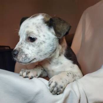 American Staffordshire Terrier and Mixed Breed Dogs Available for Adoption - Cindy  | PetCurious