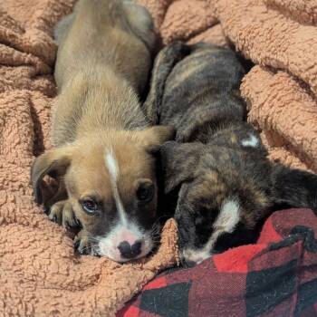 Rescue Mixed Breed Dogs for Adoption in Webster, Texas - Tigger | PetCurious