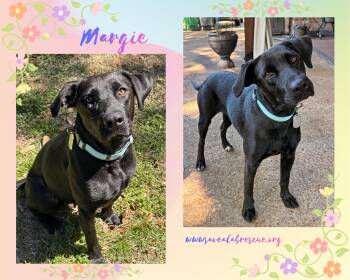 Labrador Retriever and Black Labrador Retriever Dogs Available for Adoption - Margie | PetCurious