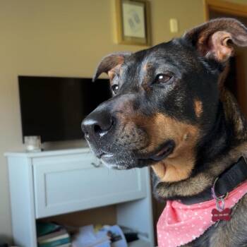 Anita -  Shepherd and Mixed Breed Dog for Adoption in Fargo, North Dakota - Anita | PetCurious