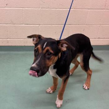 JR -  Mixed Breed Dog for Adoption in Memphis, Tennessee - JR | PetCurious