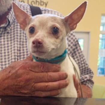 Chihuahua and Mixed Breed Dogs Available for Adoption in Lynchburg, Virginia - White Cheddar | PetCurious