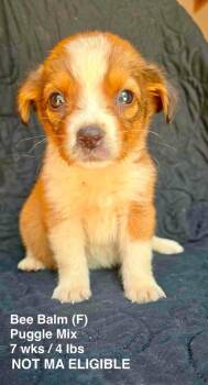 BEE BALM -  Pug and Beagle Dog for Adoption in Pomfret, Connecticut - BEE BALM | PetCurious